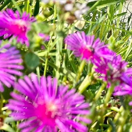 Chateau 2 - Menada Apartament