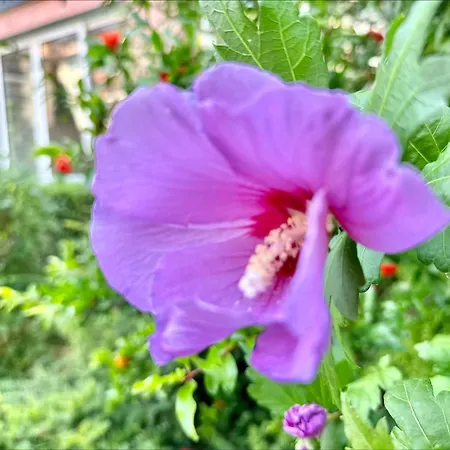 Chateau 2 - Menada Апартаменты