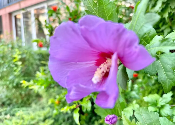 Chateau 2 - Menada Apartment